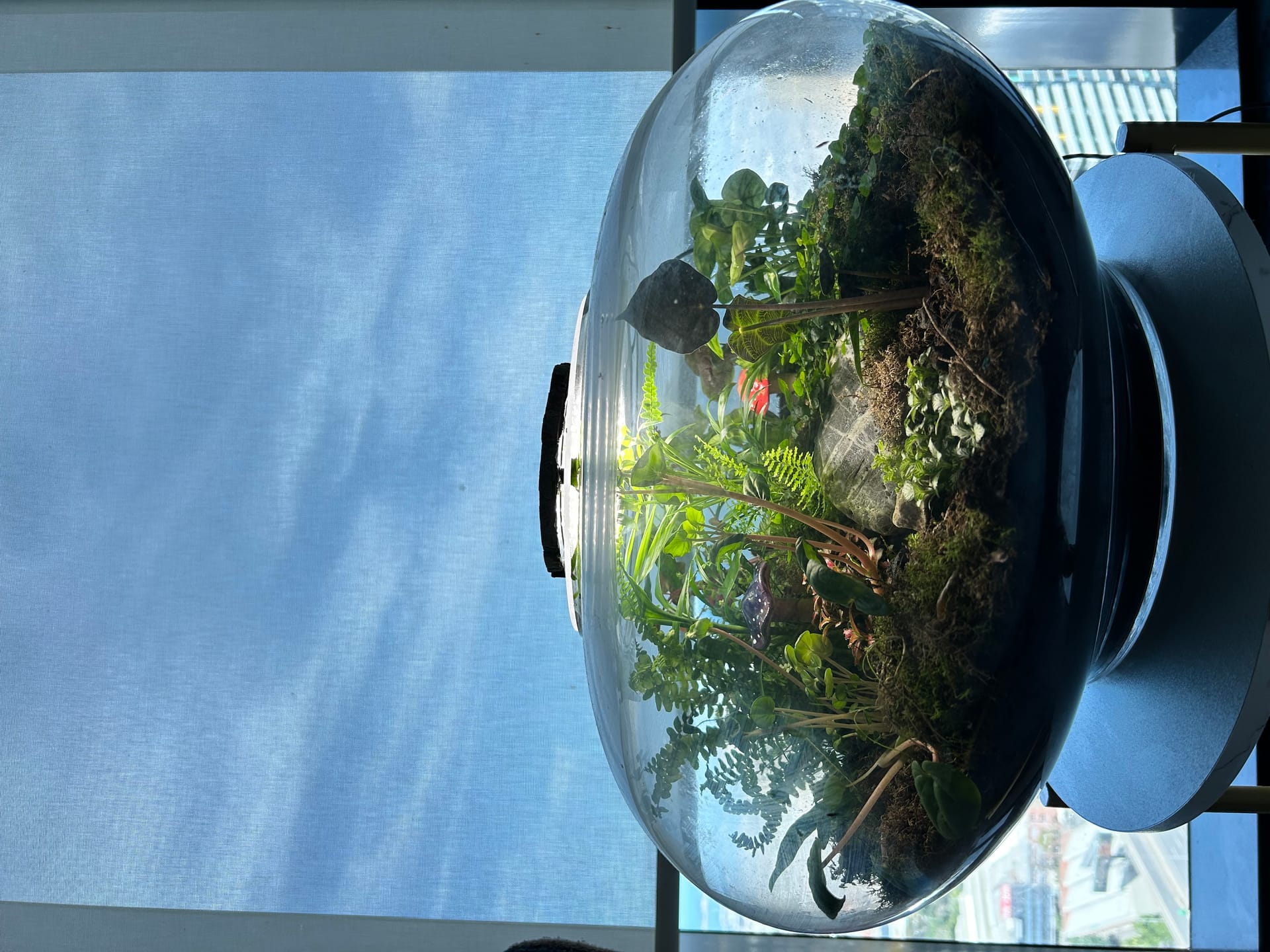 My terrarium build — bioactive vivarium