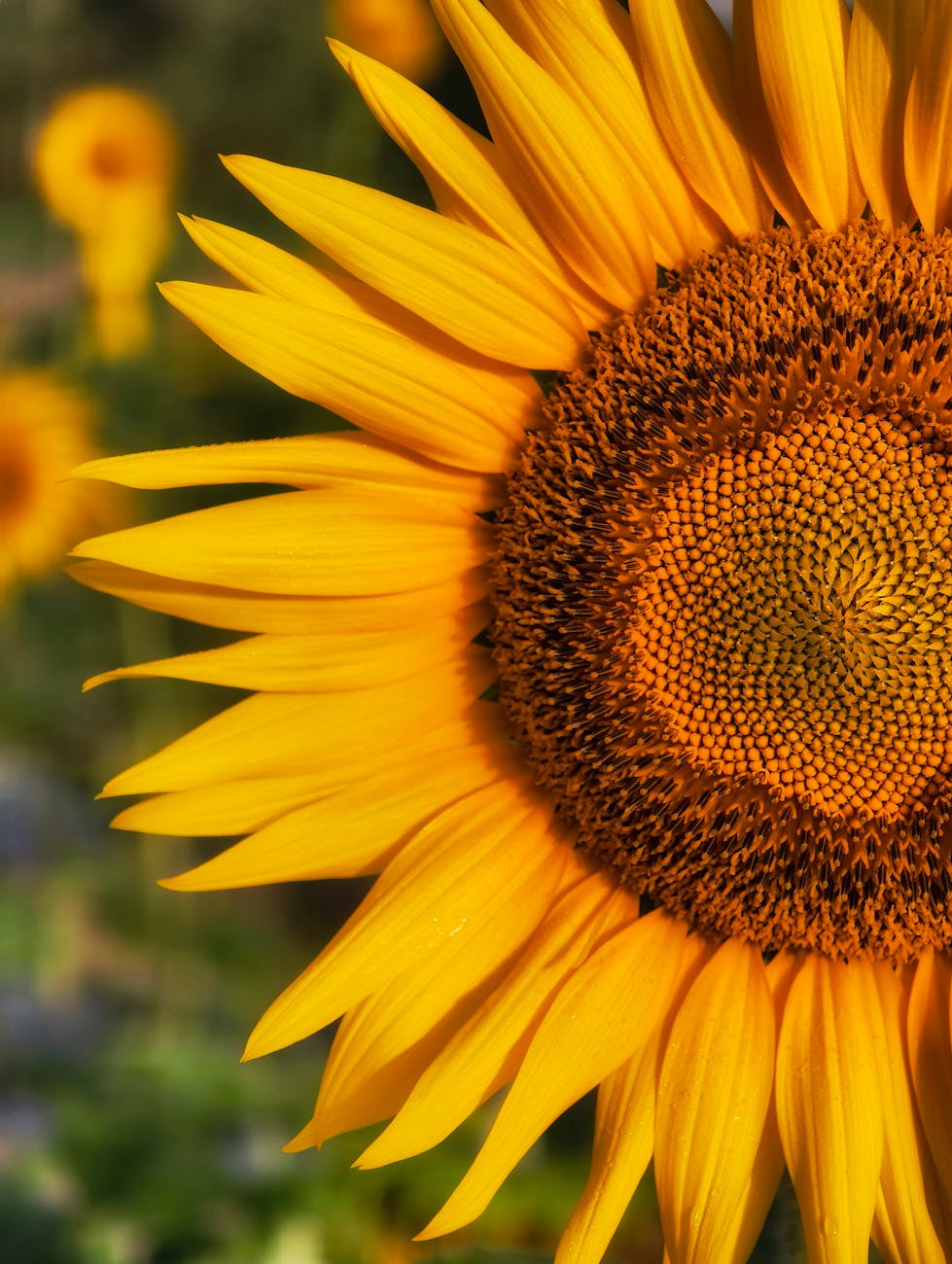 A sunflower — light in digital space